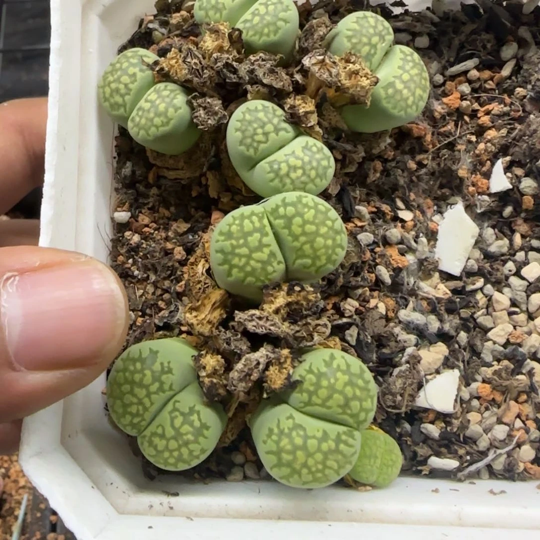 08 生石花大棚直播