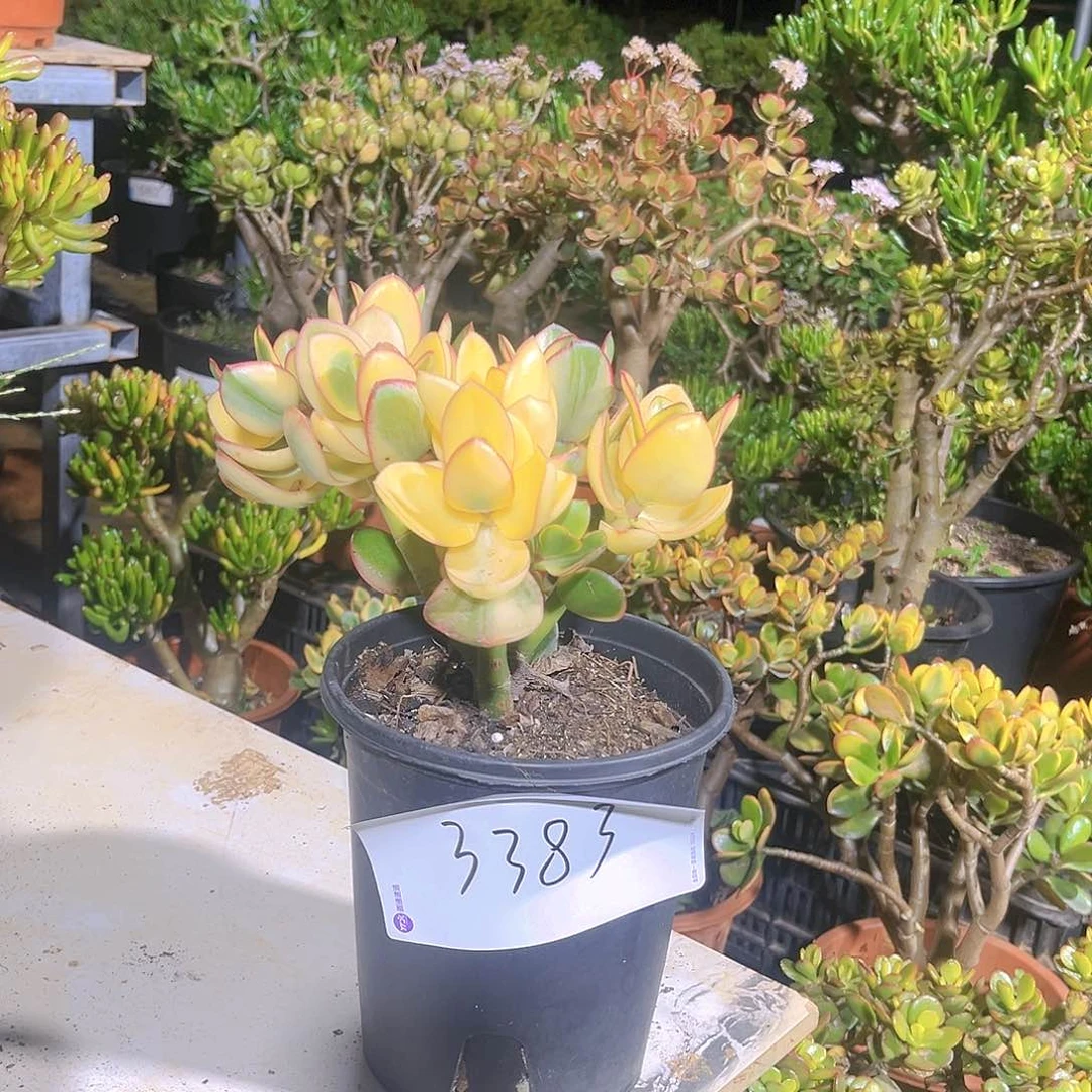 新花月景带盆带土3383号