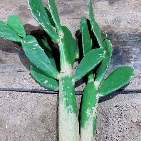 胭脂老桩脱土发货
