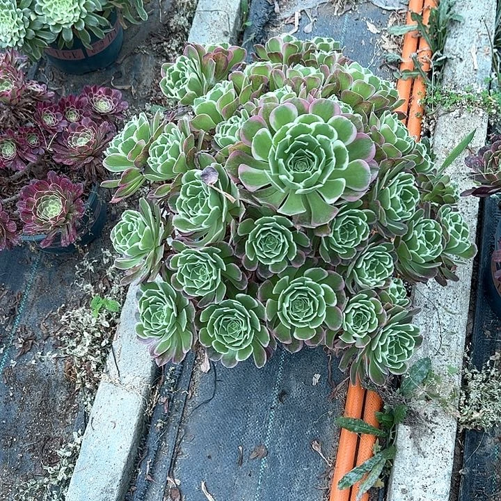 0092雨花石多肉植物