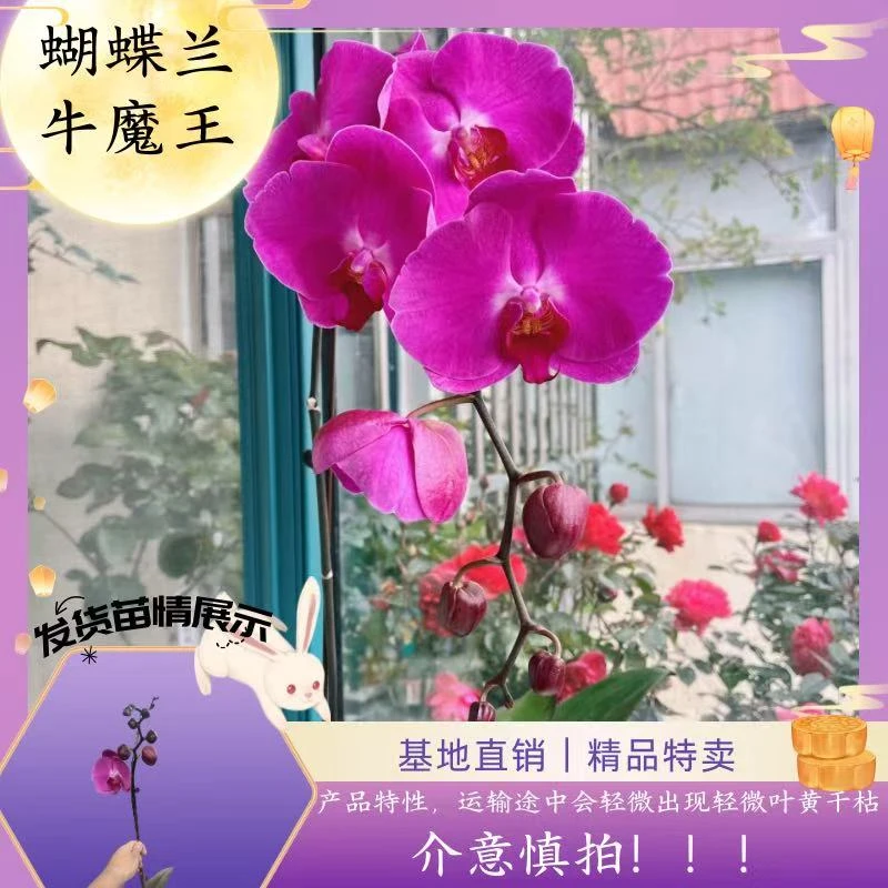 【蝴蝶兰 牛魔王】中秋好礼 基地直销 名贵淡雅 室内花卉带花发货