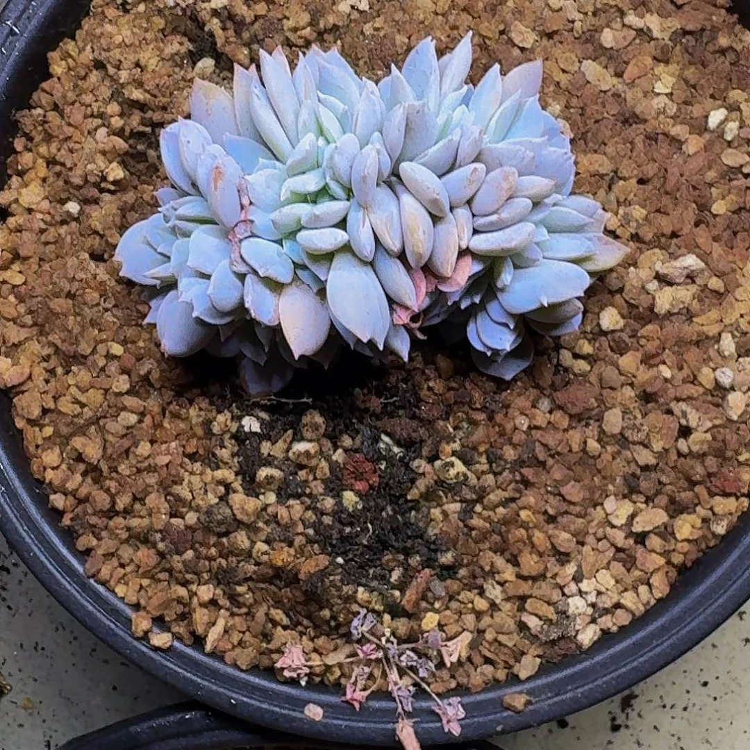 白茶 缀化 一物一拍
