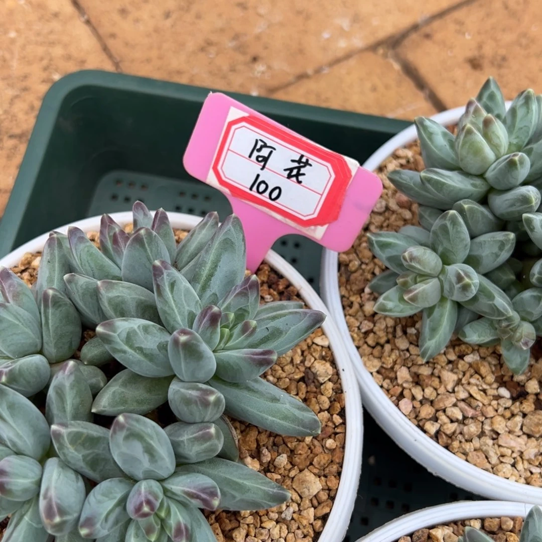 阿***花阿花100。