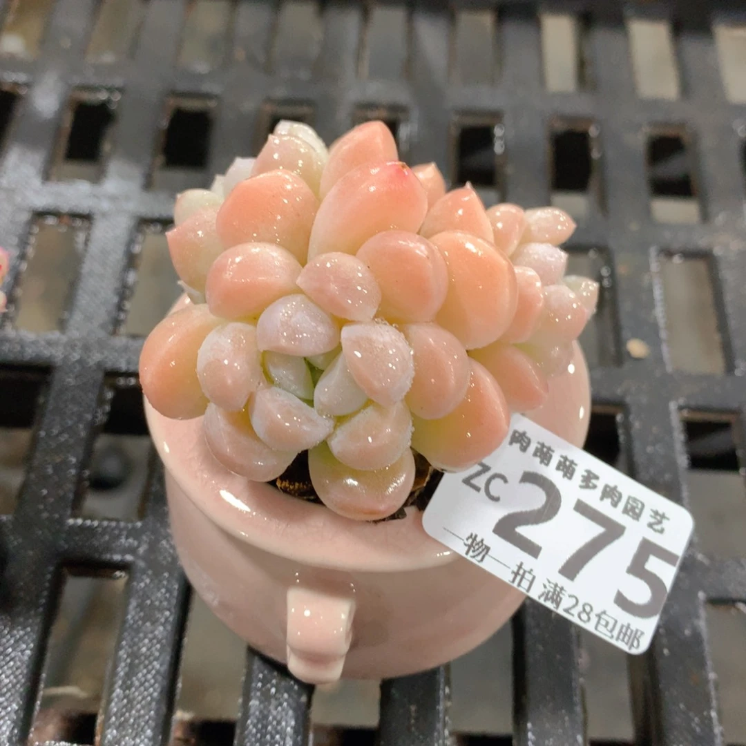 肉萌萌拇指盆精控多肉ZC275