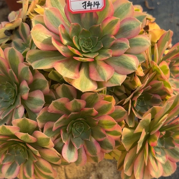 雨荷多肉法师不包损14