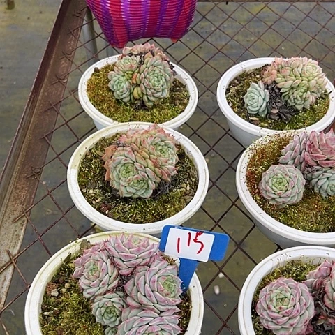 11天娥带盆2多肉植物