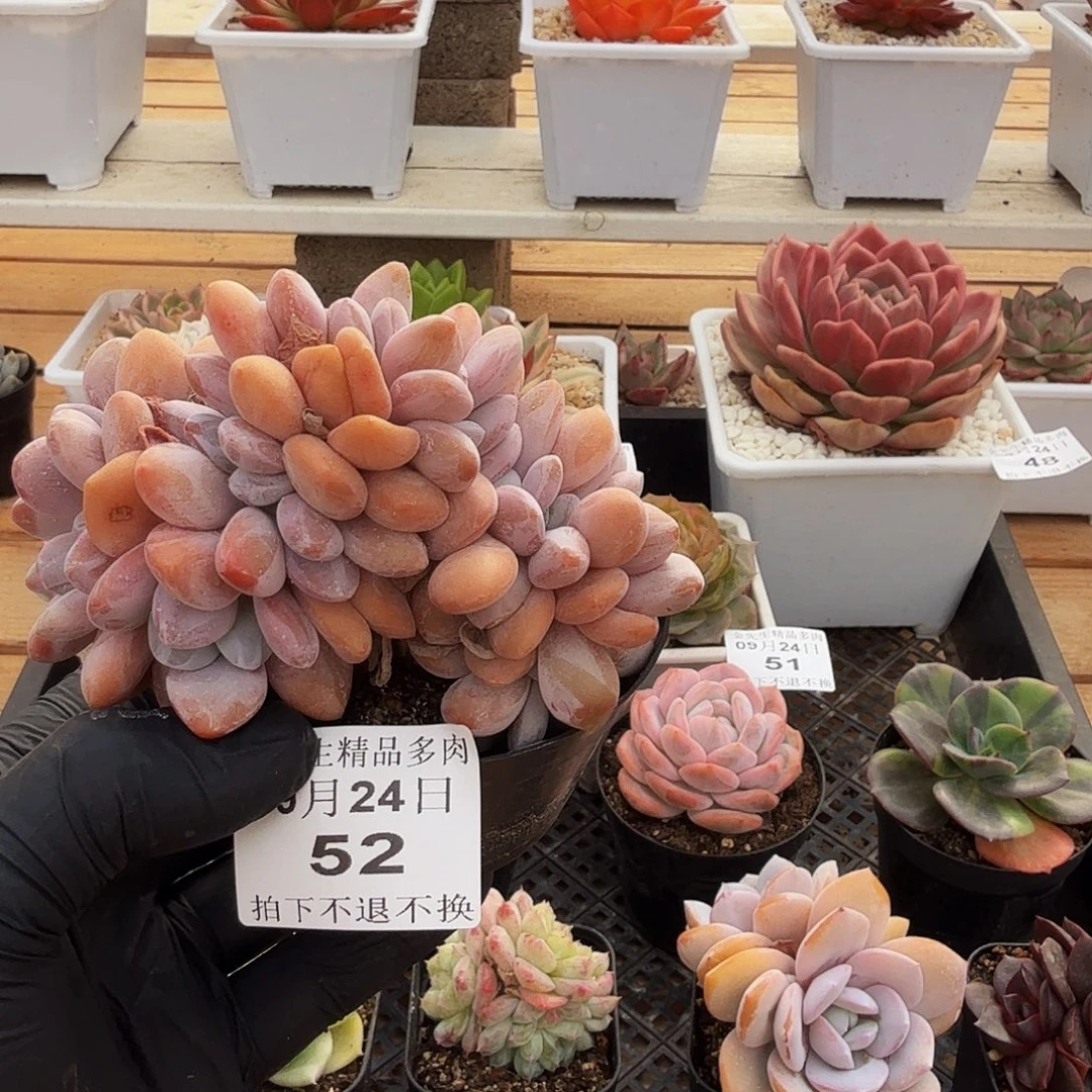 0934-52粉兔小缀化