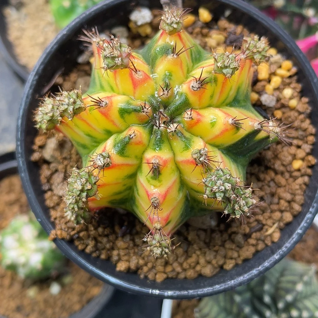 1-196米哈锦5.4厘米