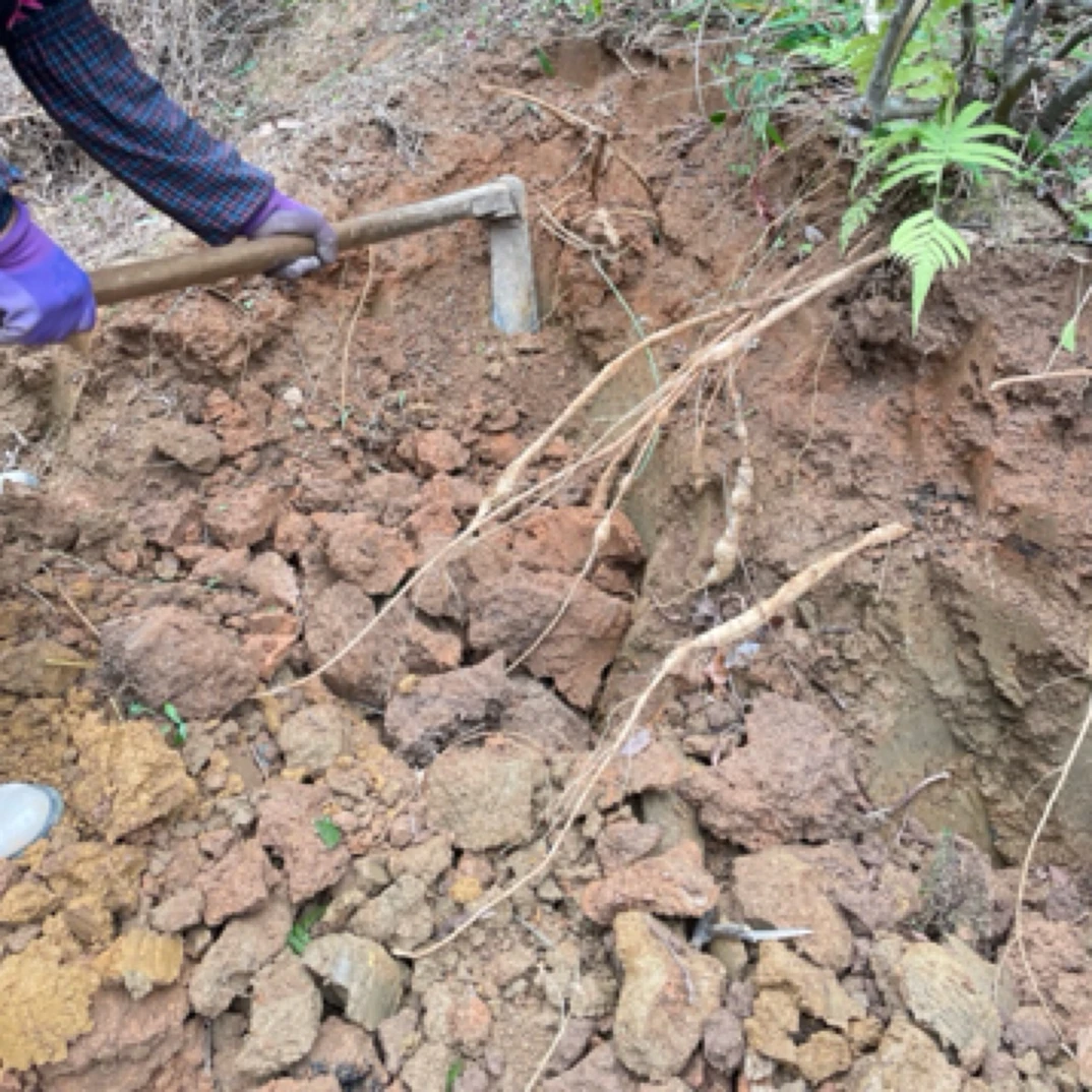 深山林种植干品山货