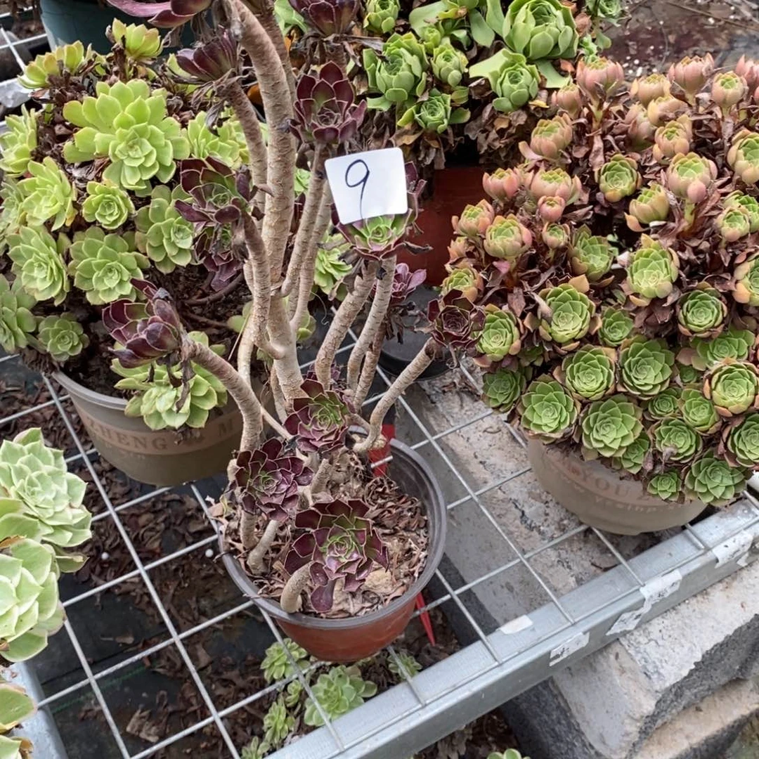 高**水多肉植物组合拼盘9