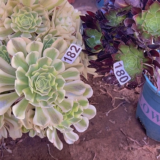 悠***吧多肉植物两个法师