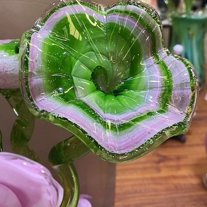 夜光叶子高45厘米左右