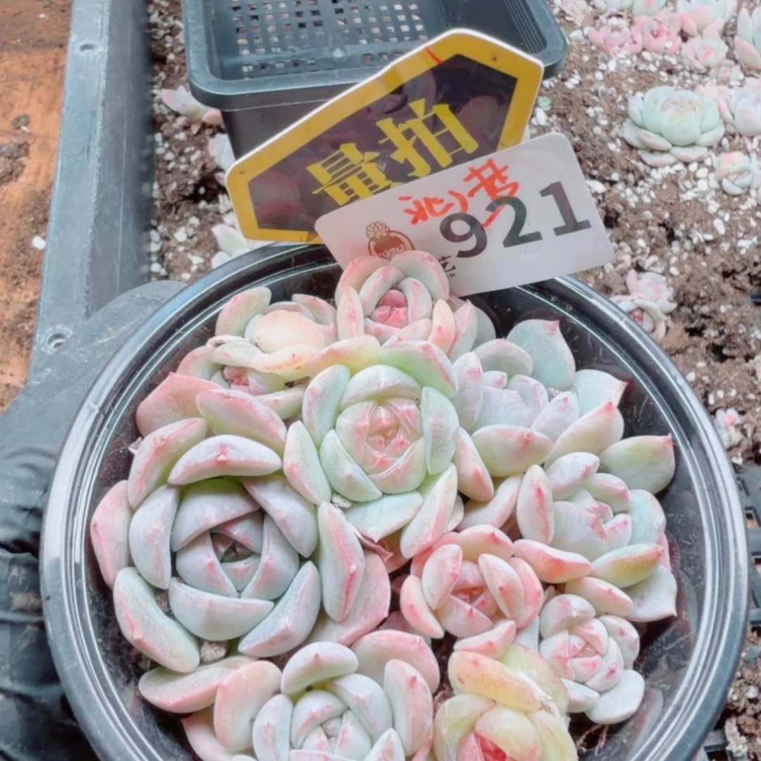 多肉植物多肉植物