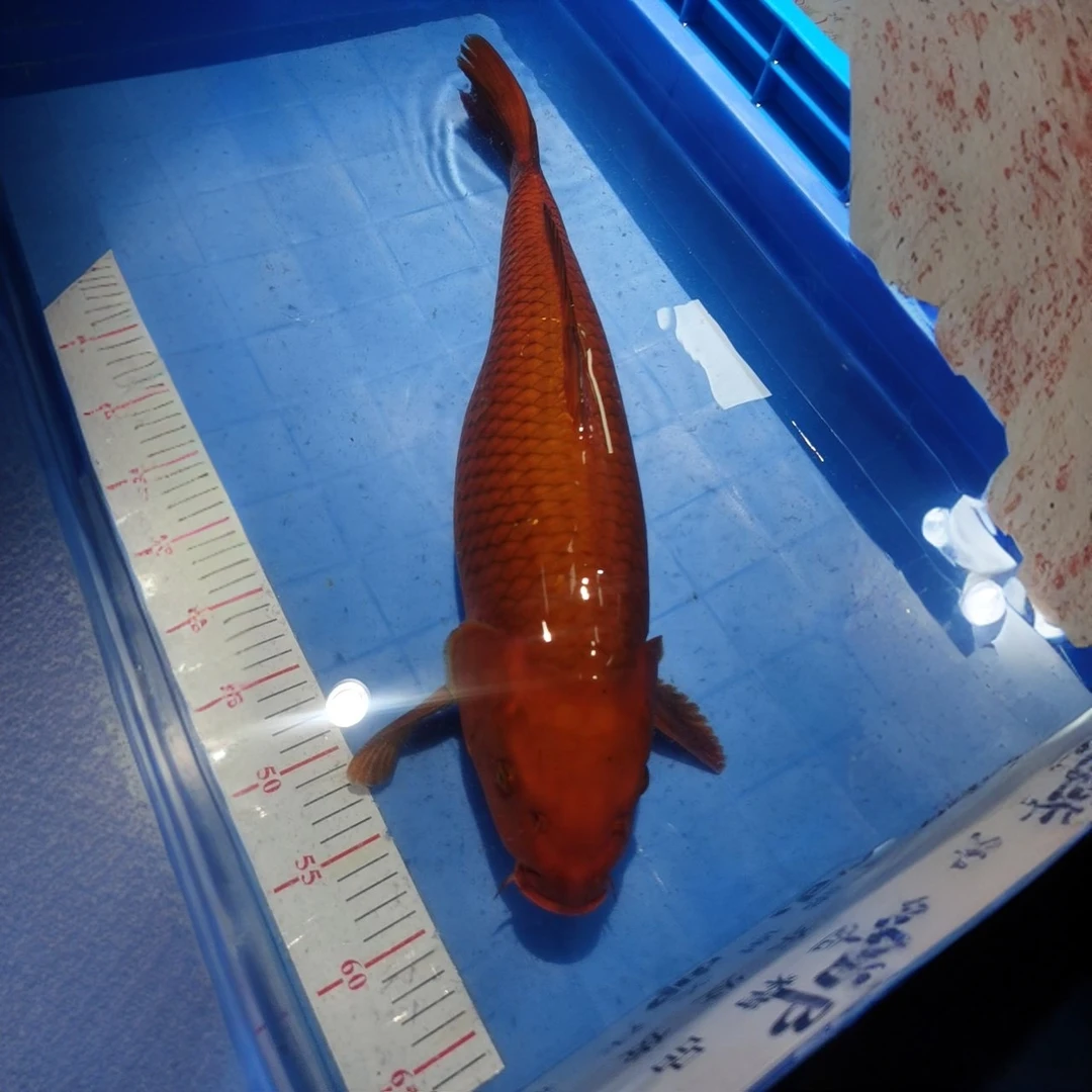 冷水鱼观赏鱼闪麟单色鲤高品质锦鲤观赏鱼