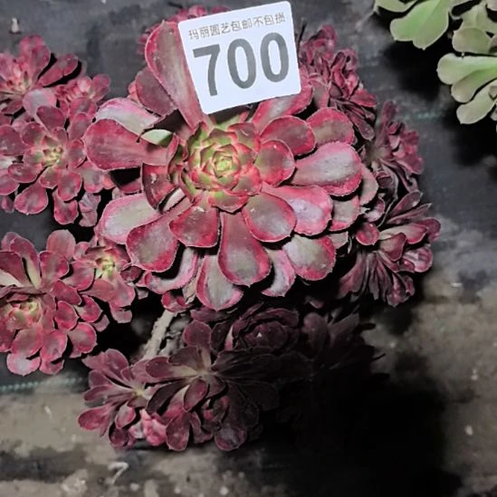 700香奈儿法师2-3