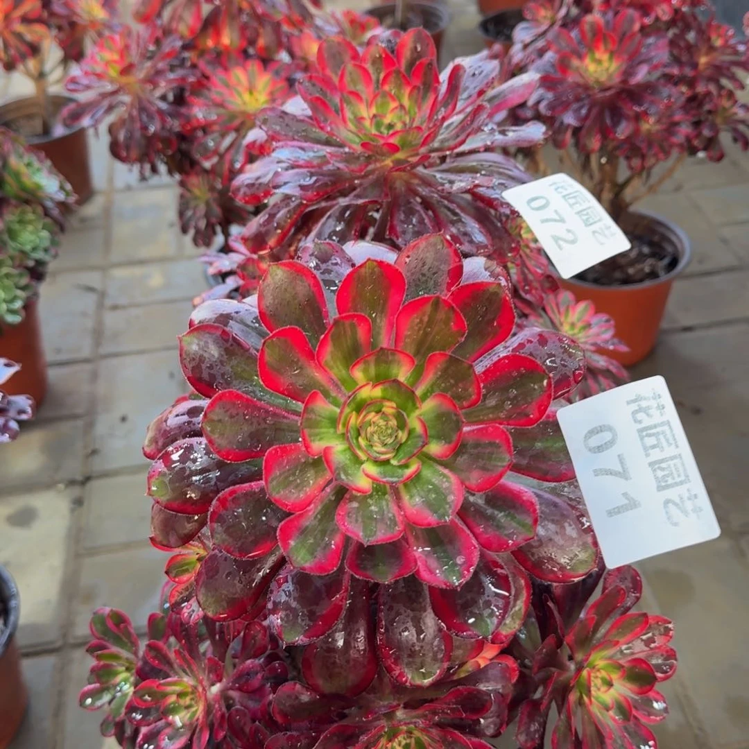 坤*多肉植物071072丽娜