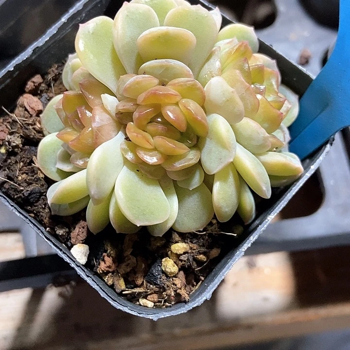 维**多肉植物680多肉