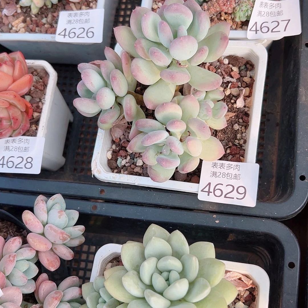 无花朵莎*妹多肉一物一拍4629