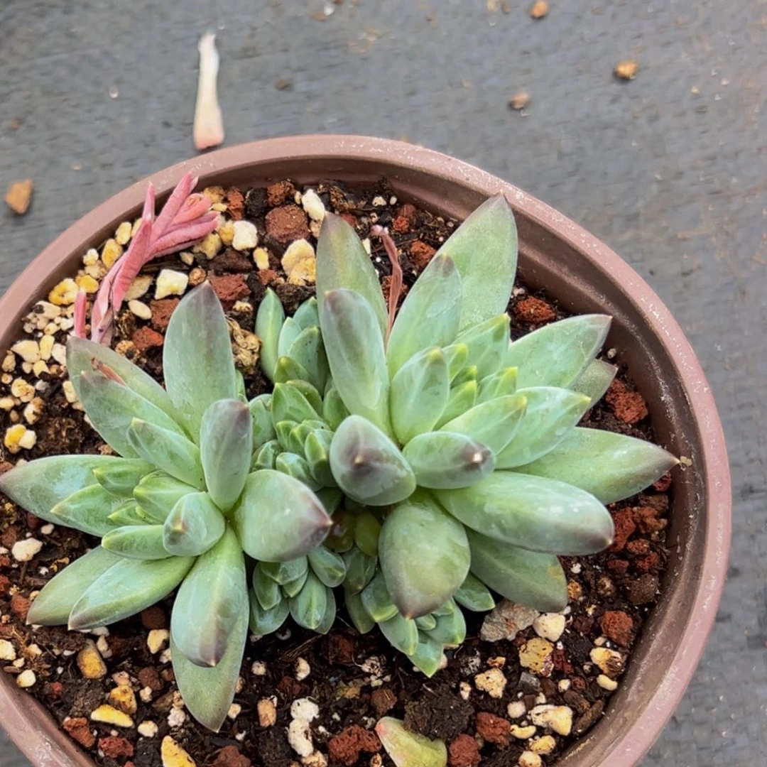 1棵美人系列多肉植物