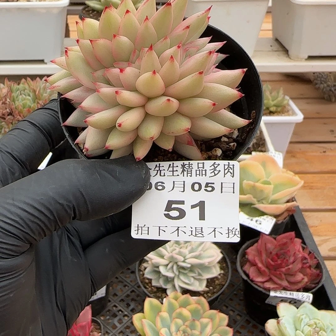 0605-51樱花玛利亚锦
