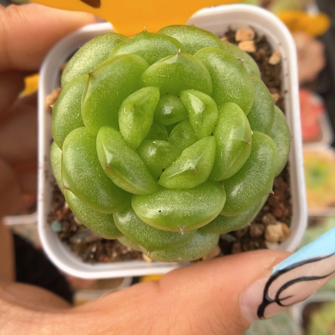 灯泡珍妮可拍853号