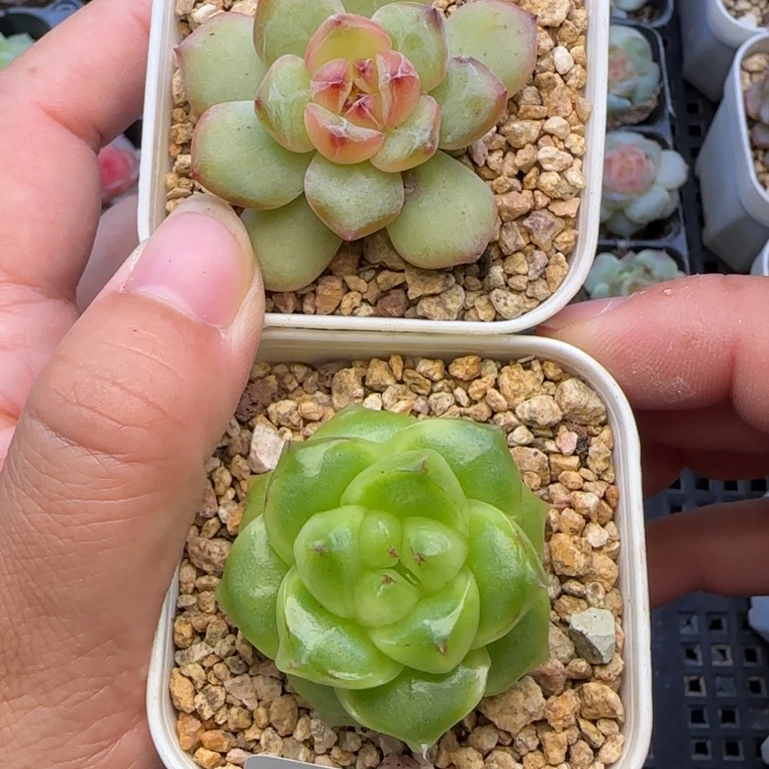 【满20包邮非偏远】351珍妮两颗