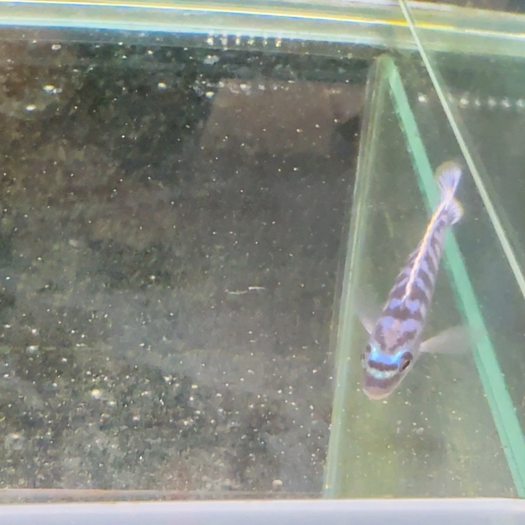 然***而海水蓝斑马1260。