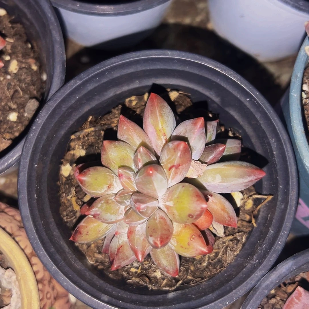 桔云多肉美人精品系列