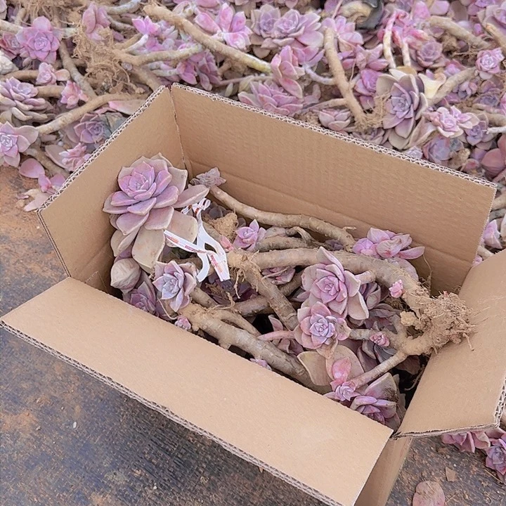 要去买票去呀啊不啊