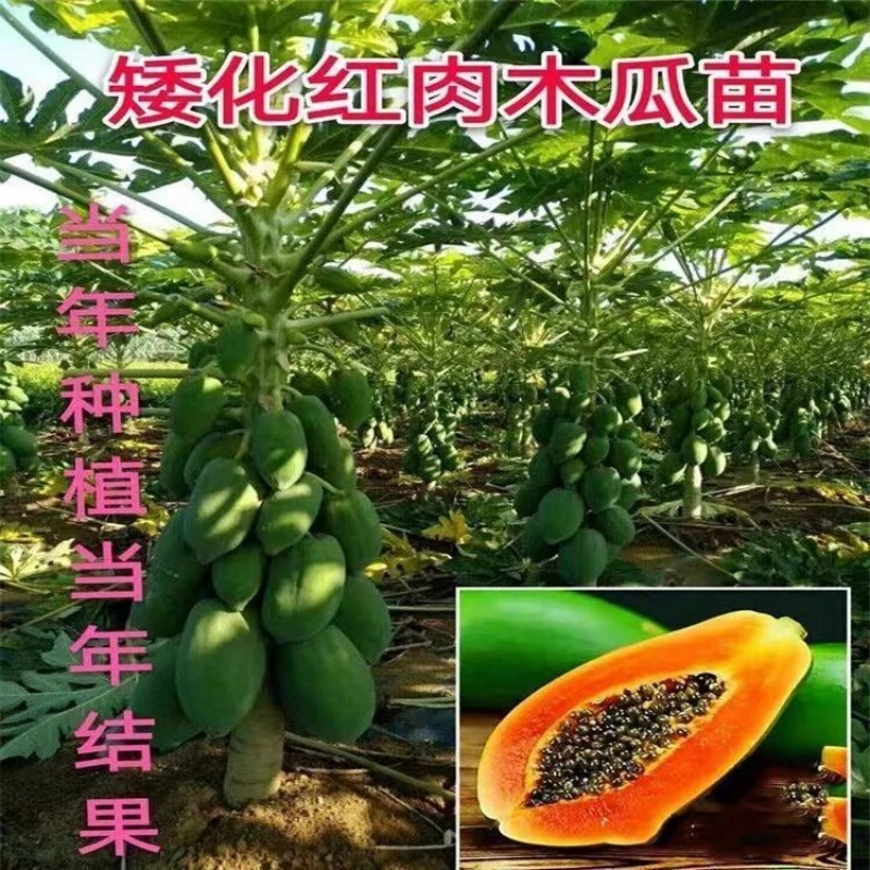 水果木瓜苗矮化冰糖红肉木瓜苗四季红肉木瓜树苗庭院阳台盆栽地栽