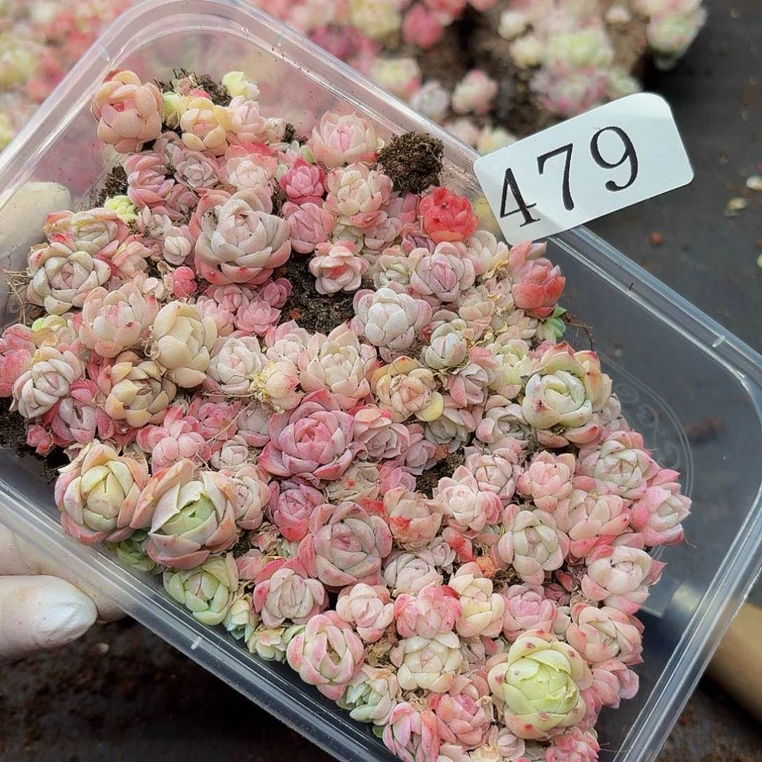 多肉植物多肉植物479