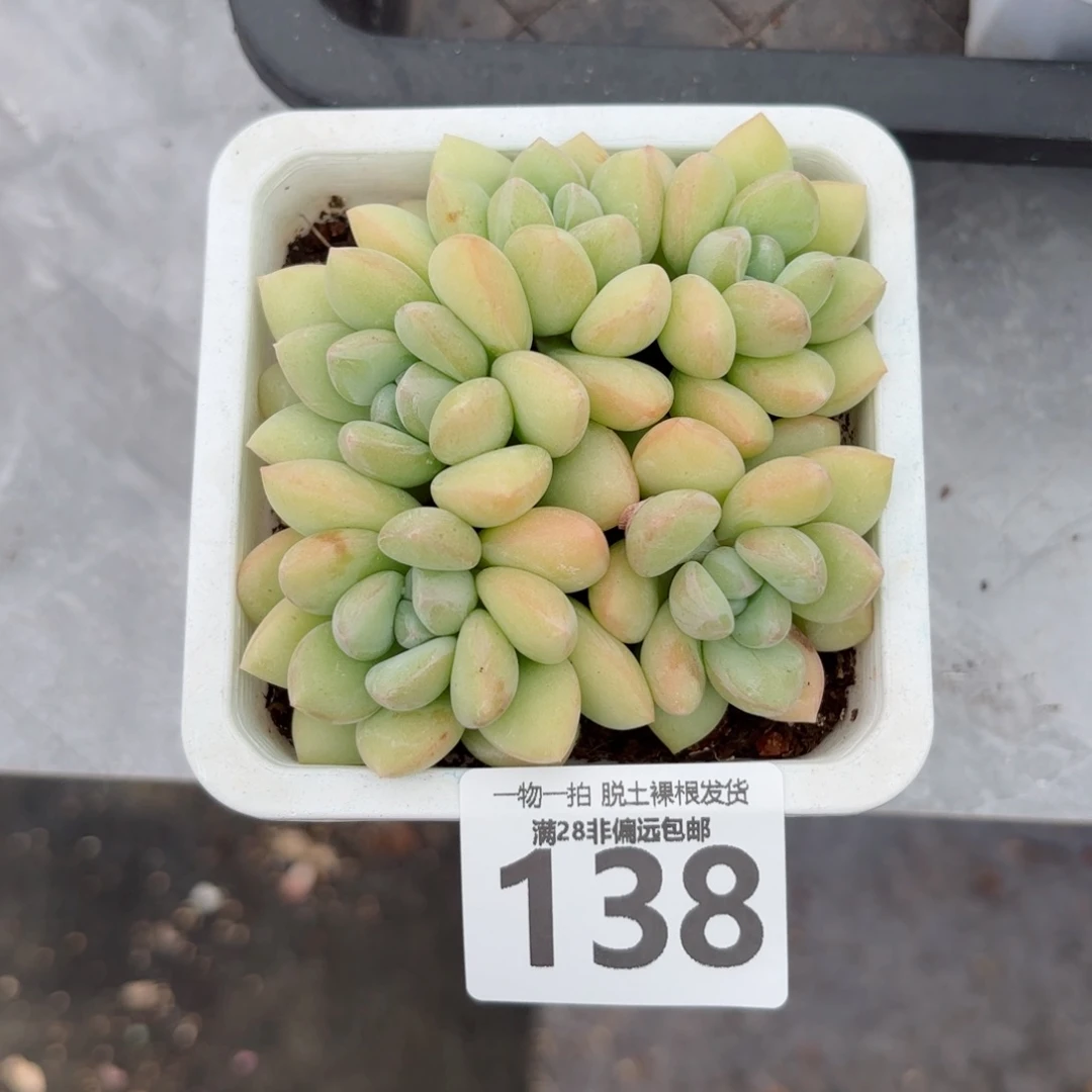 泡泡糖老桩无盆土发货