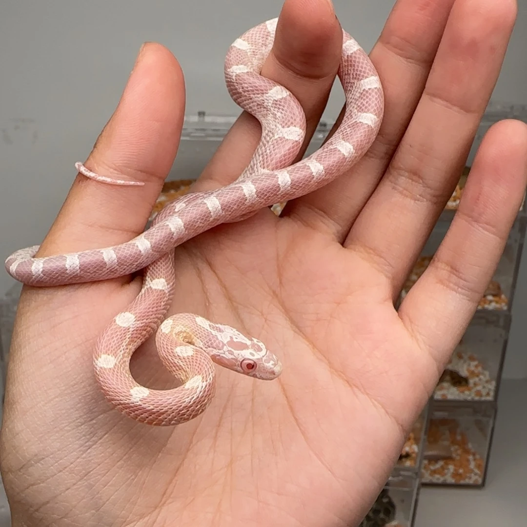 直播间专拍 雪白妹妹