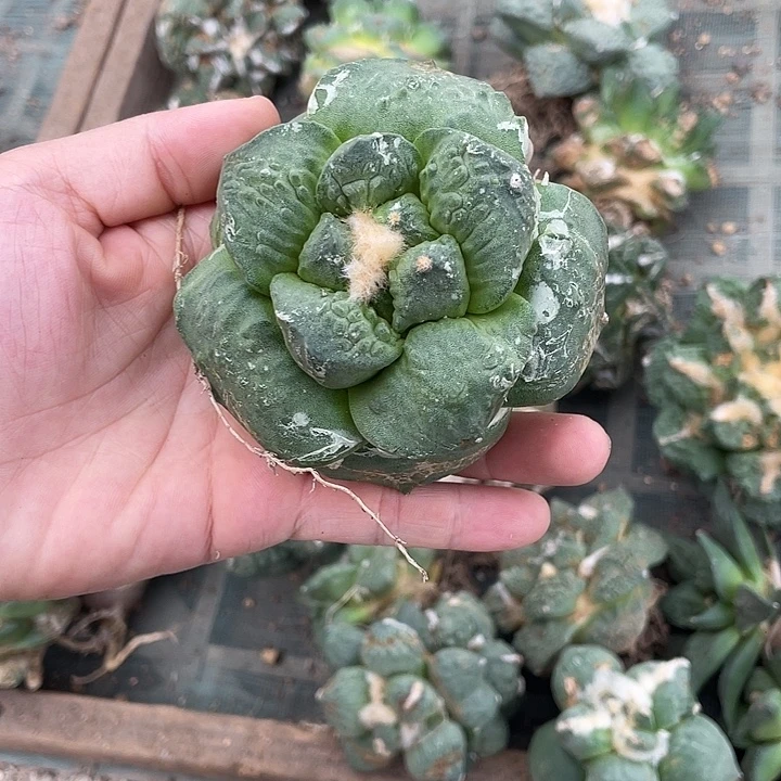 自根连山牛舌怒瑕疵特价