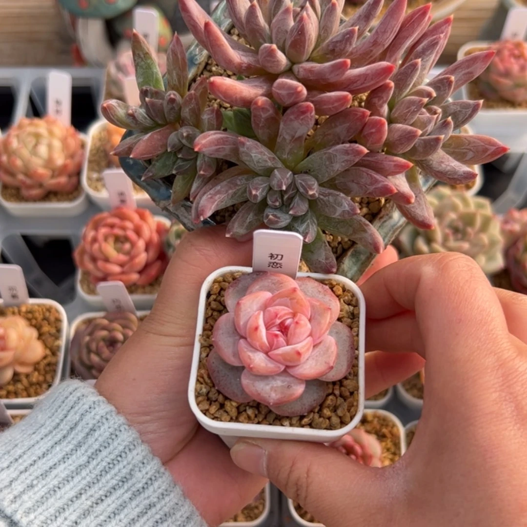 ?*✨092 多肉植物组合盆栽