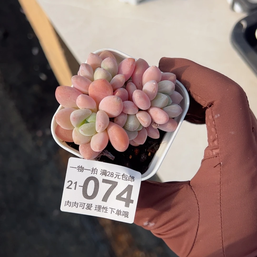 洛神多肉多肉多肉多肉