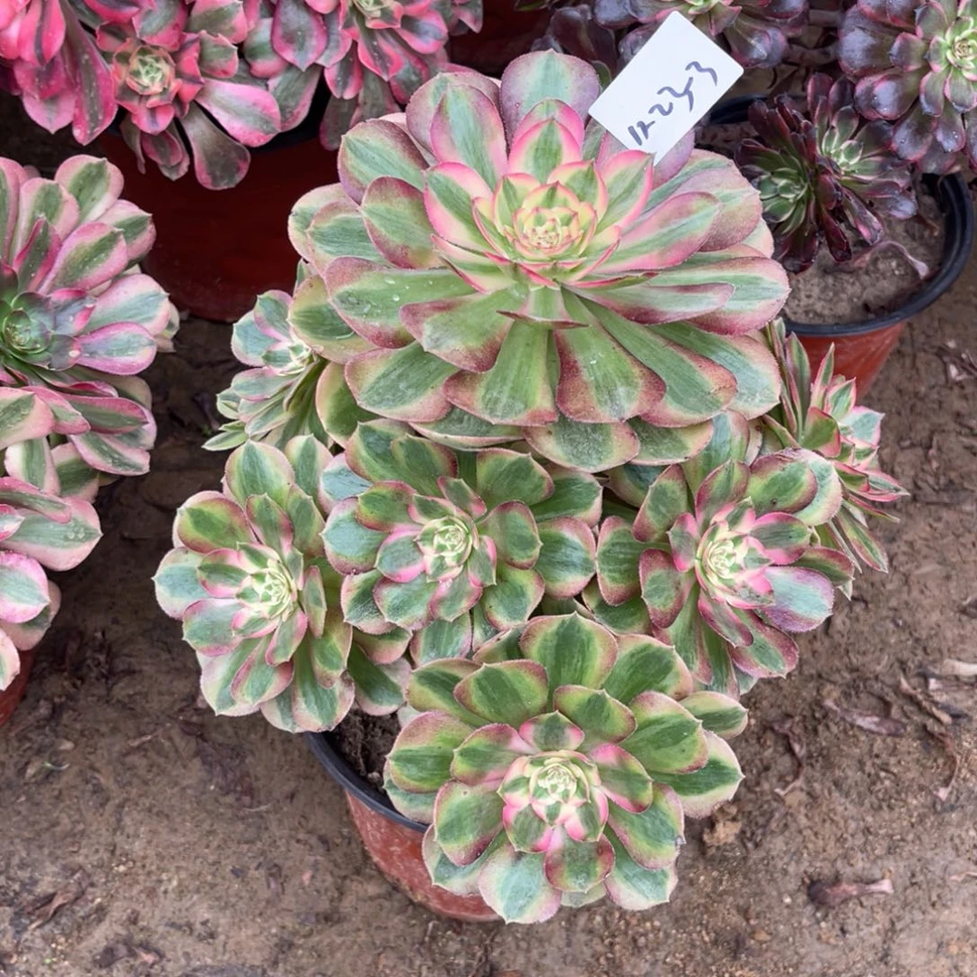 11-23-3玉姿法师锦