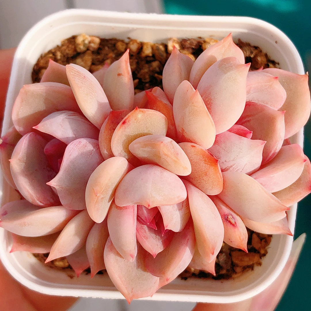 多肉植物  群生夜莺一颗（叶展4左右）满28包邮除偏远