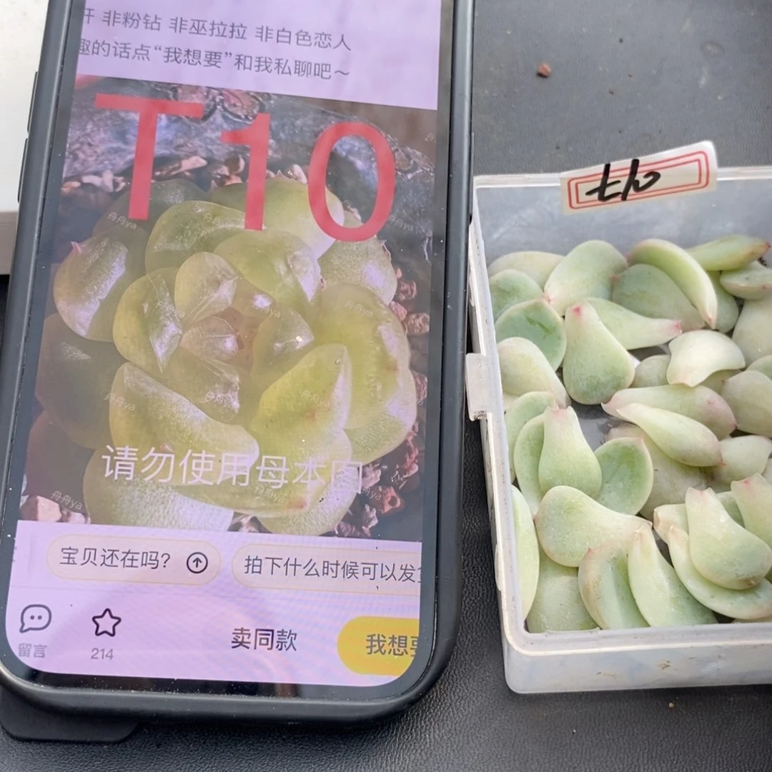 甜心t10叶片一个多肉