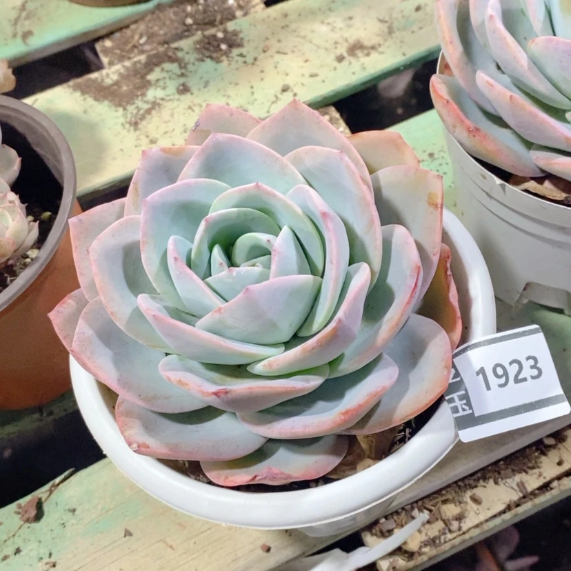 【闪购商品】布鲁兰1923