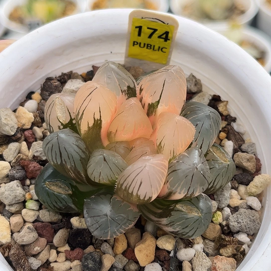 174龙爪玉露锦福利福利