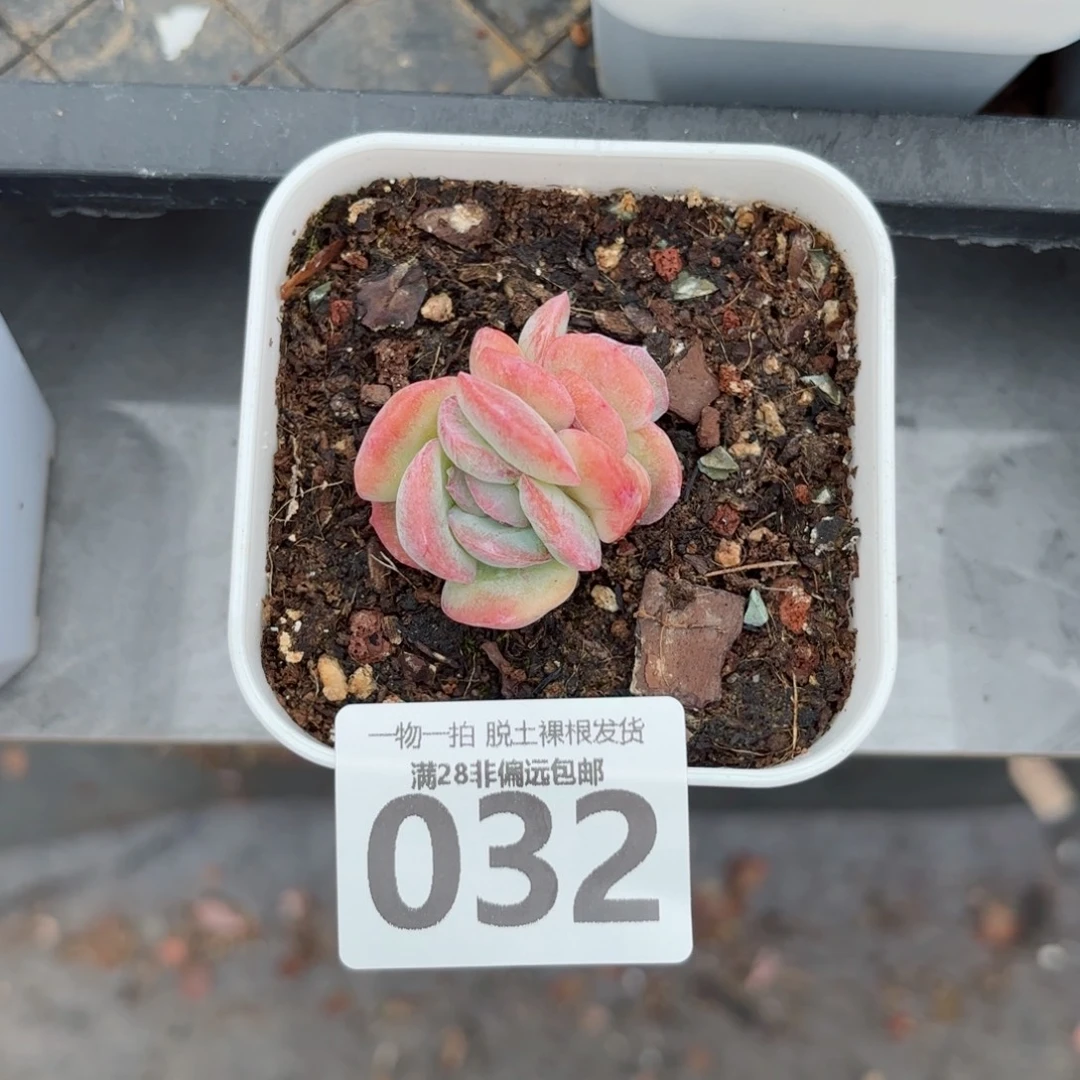 石化橘子冰无盆土发货