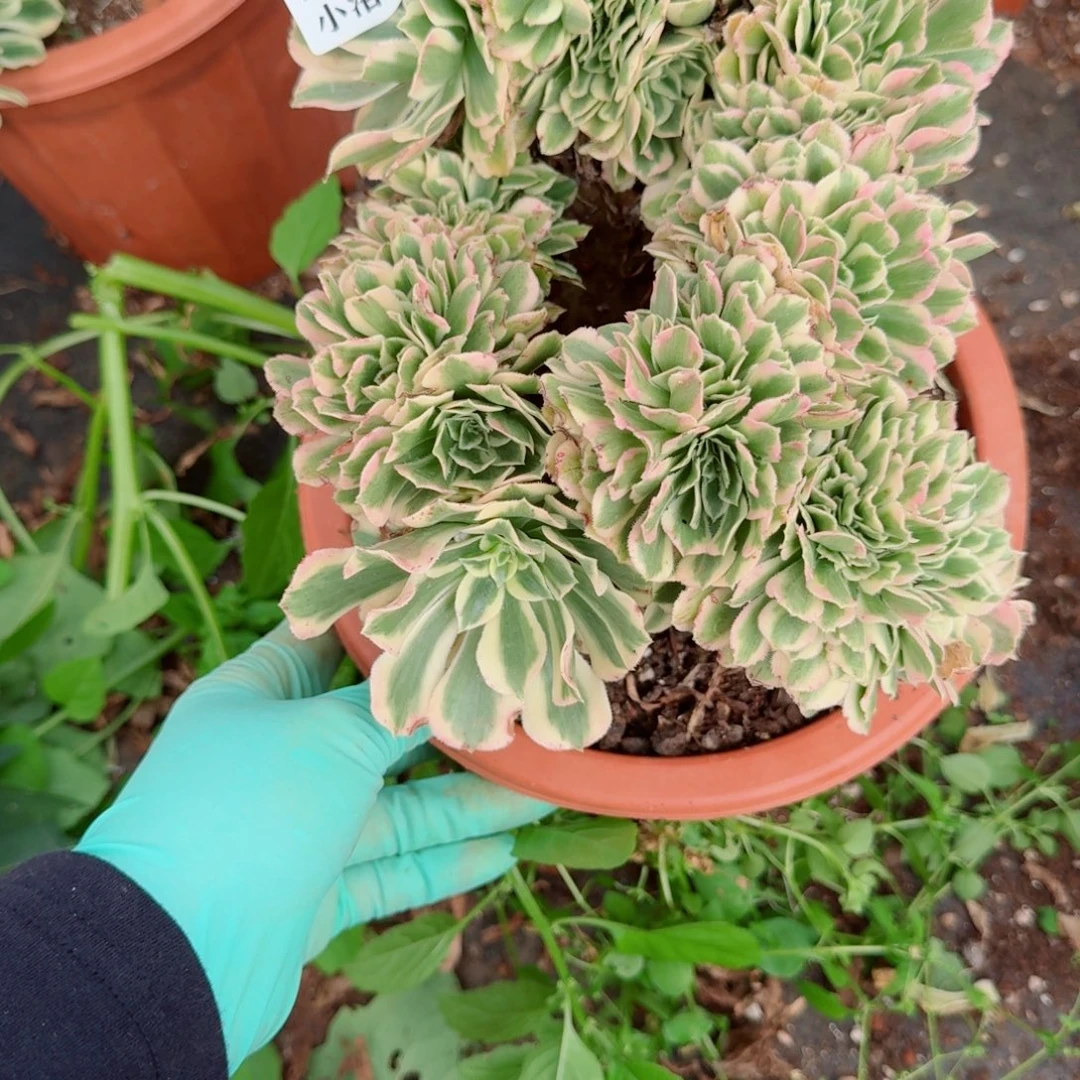 767迈巴赫缀化多肉植物满28包邮