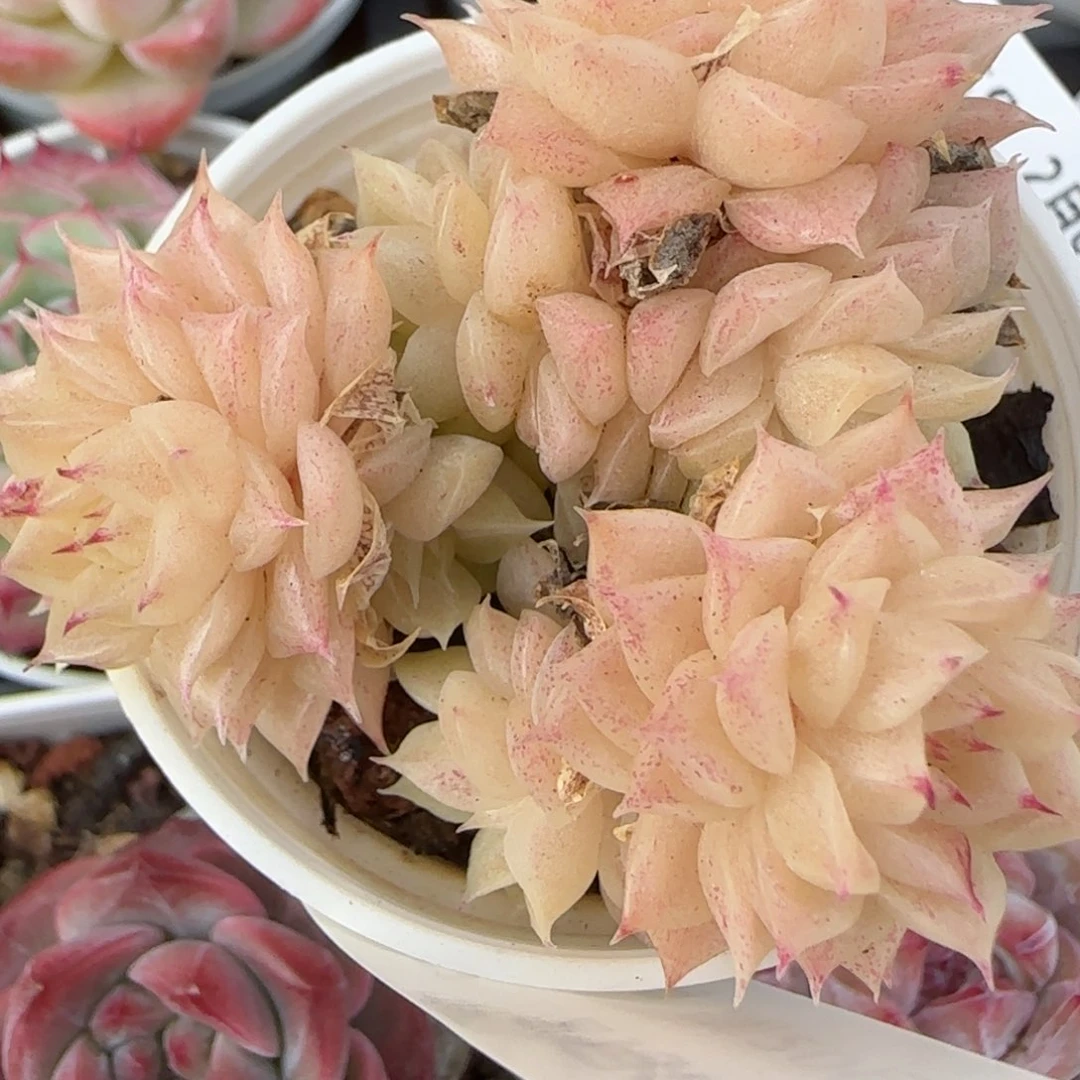 华****金花语逸镜0208-677