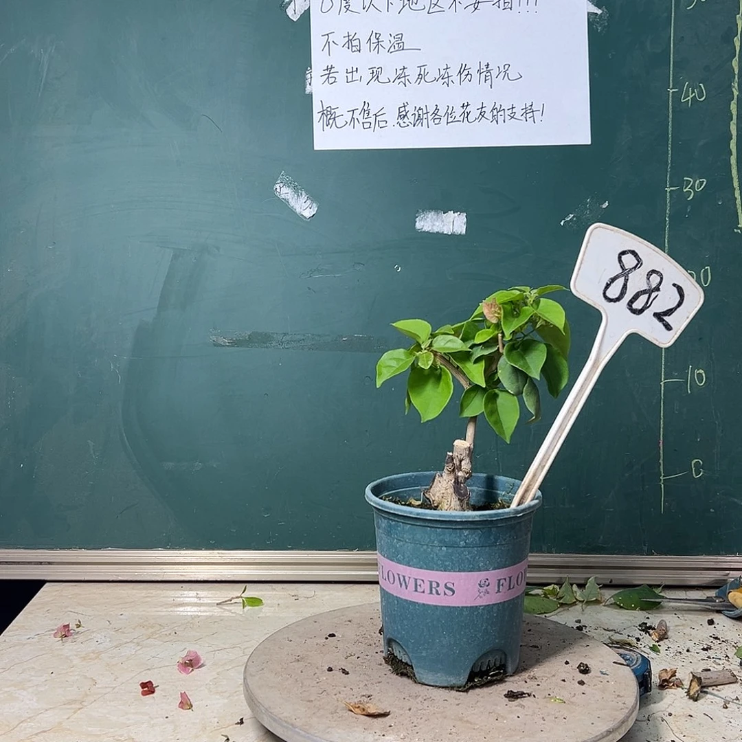 完全开放  福利 红粉佳人 坨 882