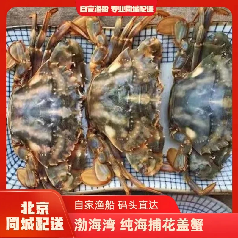 纯海捕小花盖蟹肉是鲜甜的哦蟹同城配送海鲜