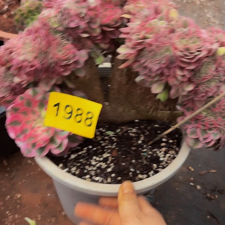 田***田多肉植物福利来1988