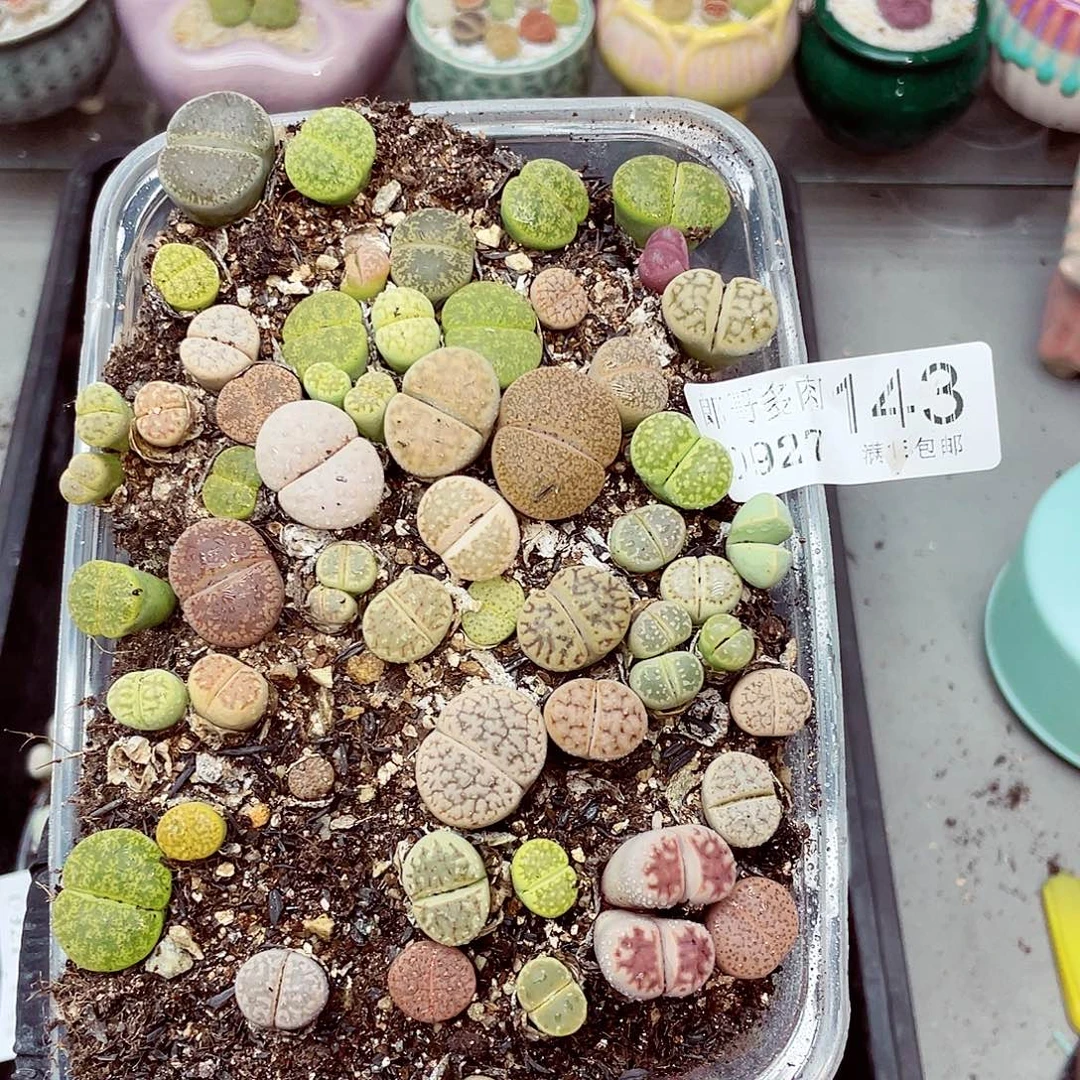 生石花满18包邮0927-143
