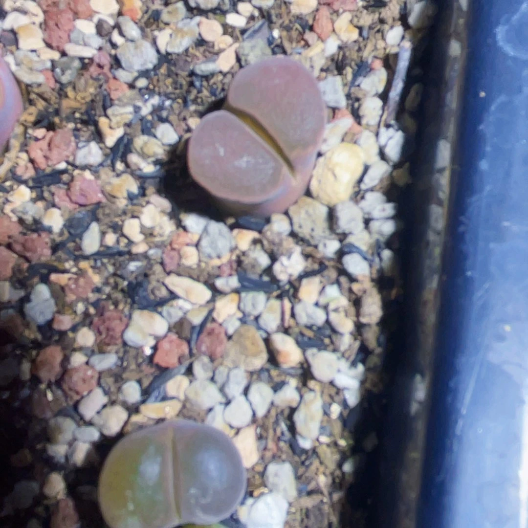 甜*甜温巴德风铃植物一物一拍