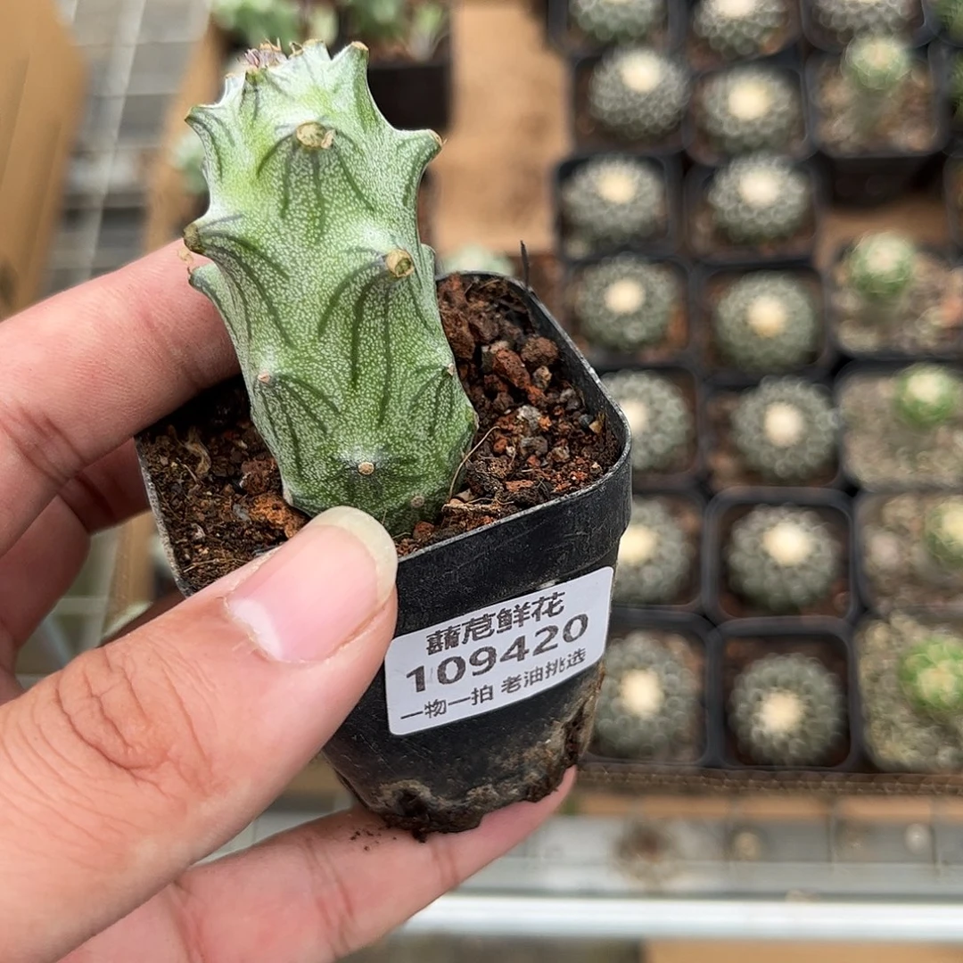 晴****109420一物一拍单头发货